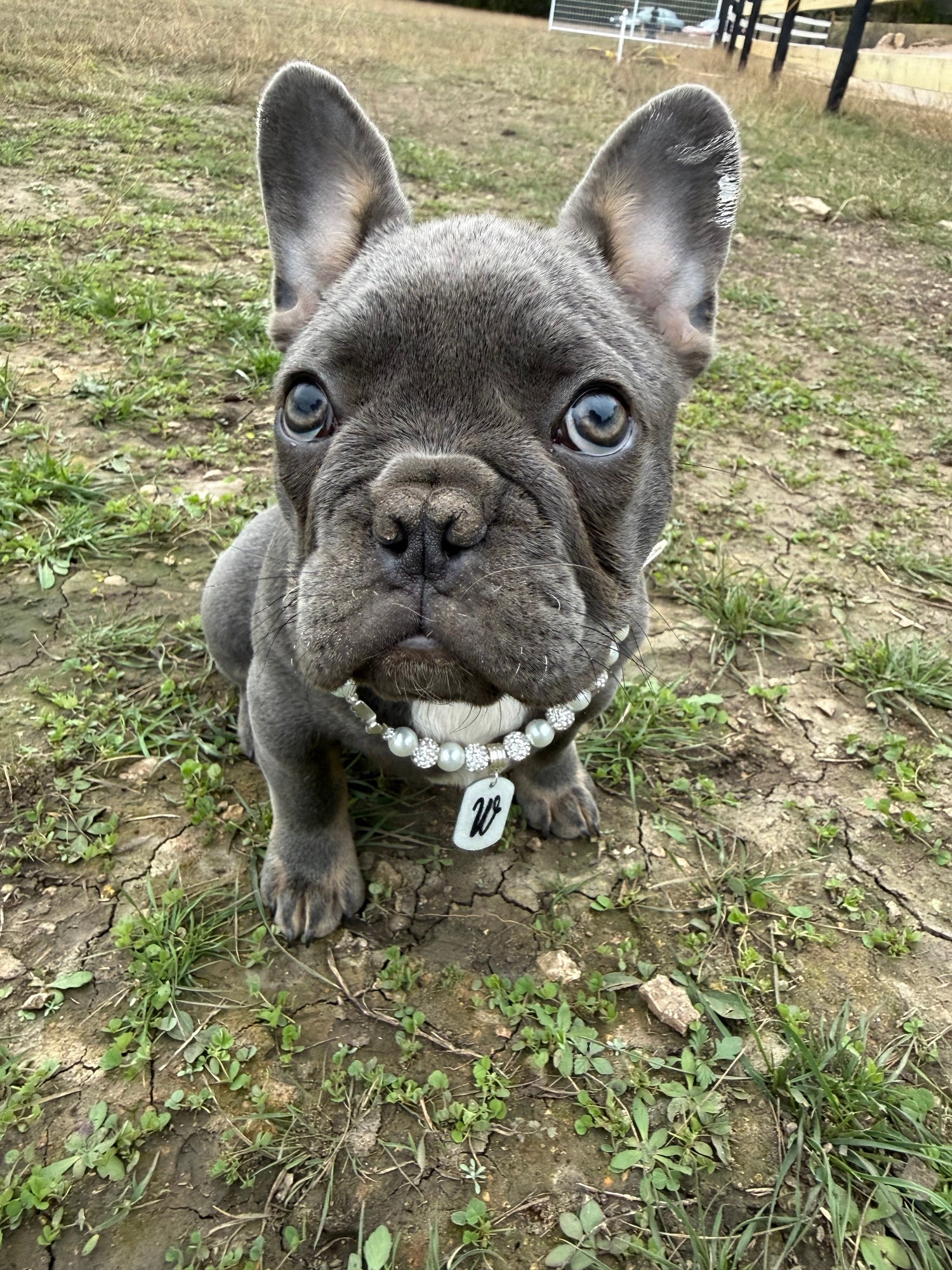 Pearls and Rhinestones with white glitter dog tag..1 Initial